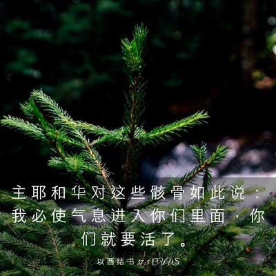Picture 03 - 以 西 结 书 37:5 CUVS - 主 耶 和 华 对 这 些 骸 骨 如 此 说 - Bible Verse Picture