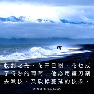Picture 03 - 以 赛 亚 书 18:5 CUVS - 收 割 之 先 ， 花 开 已 谢 ， 花 也 - Bible Verse Picture