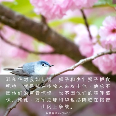 Picture 03 - 以 赛 亚 书 31:4 CUVS - 耶 和 华 对 我 如 此 说 ： 狮 子 和 - Bible Verse Picture