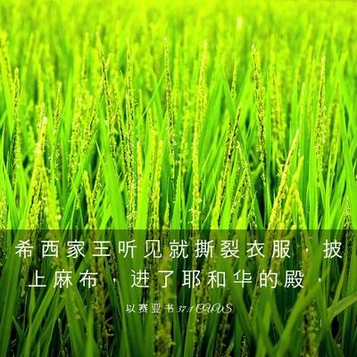 Picture 03 - 以 赛 亚 书 37:1 CUVS - 希 西 家 王 听 见 就 撕 裂 衣 服 ， - Bible Verse Picture
