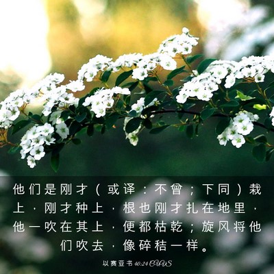 Picture 03 - 以 赛 亚 书 40:24 CUVS - 他 们 是 刚 才 （ 或 译 ： 不 曾 ； - Bible Verse Picture