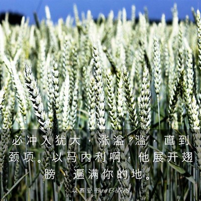 Picture 03 - 以 赛 亚 书 8:8 CUVS - 必 冲 入 犹 大 ， 涨 溢 ? 滥 ， 直 到 - Bible Verse Picture