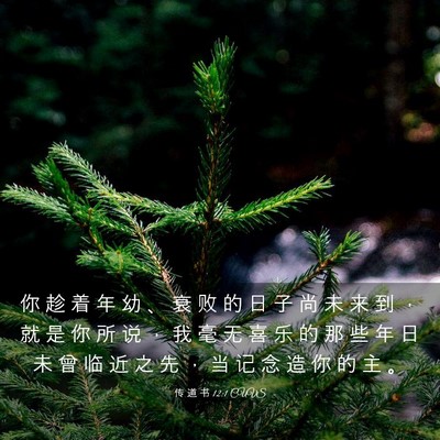 Picture 03 - 传 道 书 12:1 CUVS - 你 趁 着 年 幼 、 衰 败 的 日 子 尚 - Bible Verse Picture