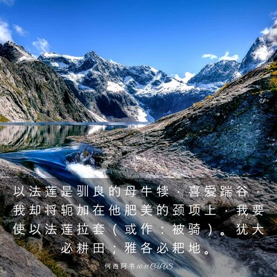 Picture 03 - 何 西 阿 书 10:11 CUVS - 以 法 莲 是 驯 良 的 母 牛 犊 ， 喜 - Bible Verse Picture