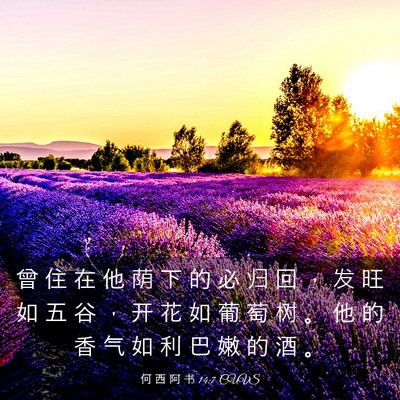 Picture 03 - 何 西 阿 书 14:7 CUVS - 曾 住 在 他 荫 下 的 必 归 回 ， 发 - Bible Verse Picture