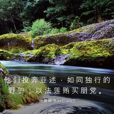 Picture 03 - 何 西 阿 书 8:9 CUVS - 他 们 投 奔 亚 述 ， 如 同 独 行 的 - Bible Verse Picture