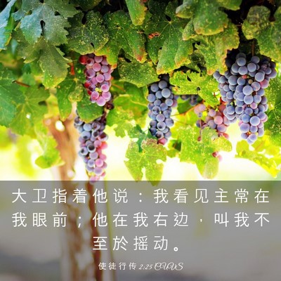 Picture 03 - 使 徒 行 传 2:25 CUVS - 大 卫 指 着 他 说 ： 我 看 见 主 常 - Bible Verse Picture