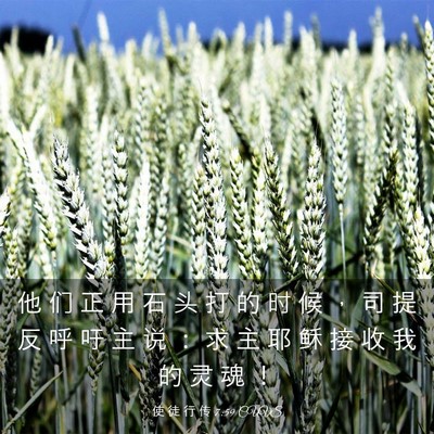 Picture 03 - 使 徒 行 传 7:59 CUVS - 他 们 正 用 石 头 打 的 时 候 ， 司 - Bible Verse Picture