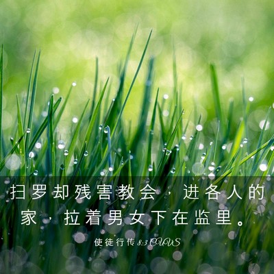Picture 03 - 使 徒 行 传 8:3 CUVS - 扫 罗 却 残 害 教 会 ， 进 各 人 的 - Bible Verse Picture