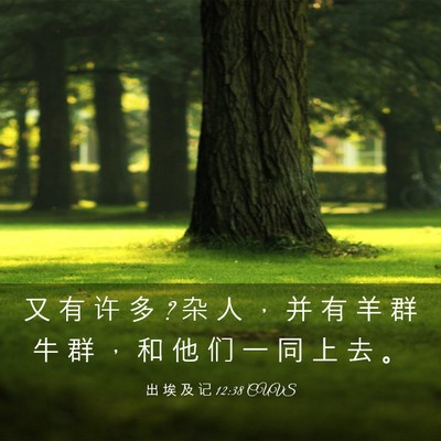 Picture 03 - 出 埃 及 记 12:38 CUVS - 又 有 许 多 ? 杂 人 ， 并 有 羊 群 牛 - Bible Verse Picture
