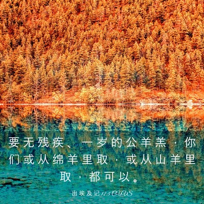 Picture 03 - 出 埃 及 记 12:5 CUVS - 要 无 残 疾 、 一 岁 的 公 羊 羔 ， - Bible Verse Picture