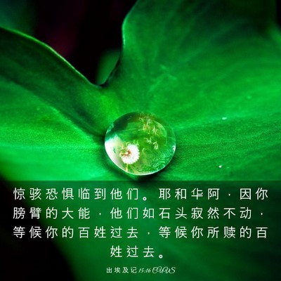 Picture 03 - 出 埃 及 记 15:16 CUVS - 惊 骇 恐 惧 临 到 他 们 。 耶 和 华 - Bible Verse Picture