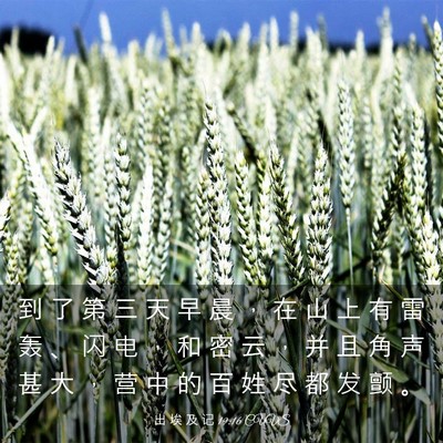 Picture 03 - 出 埃 及 记 19:16 CUVS - 到 了 第 三 天 早 晨 ， 在 山 上 有 - Bible Verse Picture