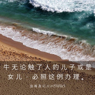 Picture 03 - 出 埃 及 记 21:31 CUVS - 牛 无 论 触 了 人 的 儿 子 或 是 女 - Bible Verse Picture