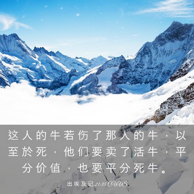 Picture 03 - 出 埃 及 记 21:35 CUVS - 这 人 的 牛 若 伤 了 那 人 的 牛 ， - Bible Verse Picture