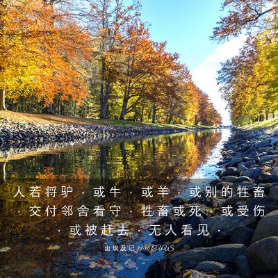 Picture 03 - 出 埃 及 记 22:10 CUVS - 人 若 将 驴 ， 或 牛 ， 或 羊 ， 或 - Bible Verse Picture
