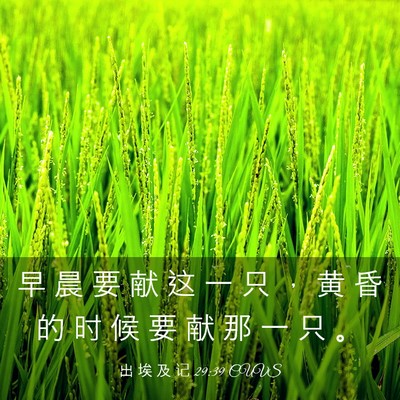 Picture 03 - 出 埃 及 记 29:39 CUVS - 早 晨 要 献 这 一 只 ， 黄 昏 的 时 - Bible Verse Picture