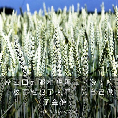 Picture 03 - 出 埃 及 记 32:31 CUVS - 摩 西 回 到 耶 和 华 那 里 ， 说 ： - Bible Verse Picture