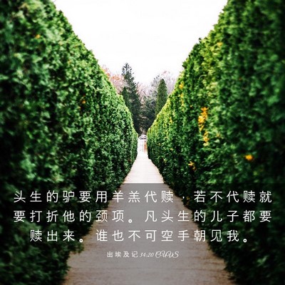 Picture 03 - 出 埃 及 记 34:20 CUVS - 头 生 的 驴 要 用 羊 羔 代 赎 ， 若 - Bible Verse Picture