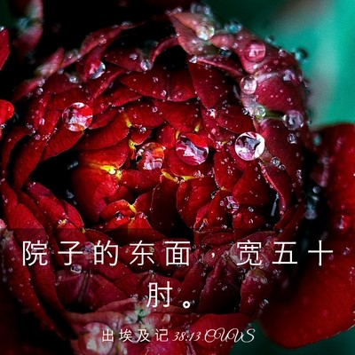 Picture 03 - 出 埃 及 记 38:13 CUVS - 院 子 的 东 面 ， 宽 五 十 肘 - Bible Verse Picture