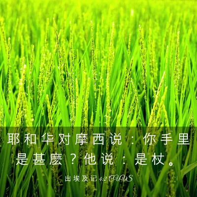 Picture 03 - 出 埃 及 记 4:2 CUVS - 耶 和 华 对 摩 西 说 ： 你 手 里 是 - Bible Verse Picture