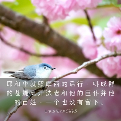 Picture 03 - 出 埃 及 记 8:31 CUVS - 耶 和 华 就 照 摩 西 的 话 行 ， 叫 - Bible Verse Picture