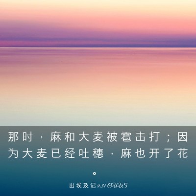 Picture 03 - 出 埃 及 记 9:31 CUVS - 那 时 ， 麻 和 大 麦 被 雹 击 打 ； - Bible Verse Picture