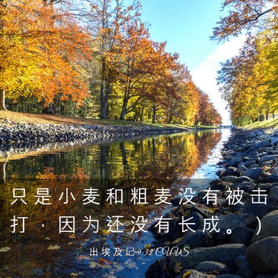 Picture 03 - 出 埃 及 记 9:32 CUVS - 只 是 小 麦 和 粗 麦 没 有 被 击 打 - Bible Verse Picture