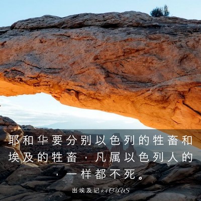 Picture 03 - 出 埃 及 记 9:4 CUVS - 耶 和 华 要 分 别 以 色 列 的 牲 畜 - Bible Verse Picture