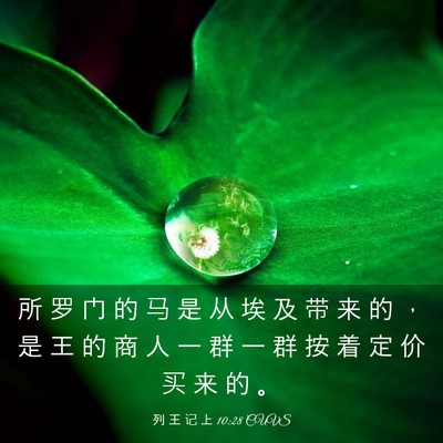 Picture 03 - 列 王 记 上 10:28 CUVS - 所 罗 门 的 马 是 从 埃 及 带 来 的 - Bible Verse Picture