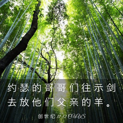 Picture 03 - 创 世 纪 37:12 CUVS - 约 瑟 的 哥 哥 们 往 示 剑 去 放 他 - Bible Verse Picture