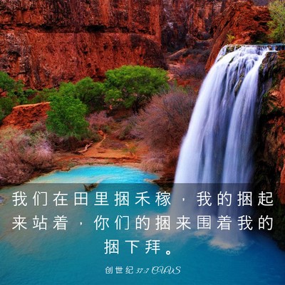 Picture 03 - 创 世 纪 37:7 CUVS - 我 们 在 田 里 捆 禾 稼 ， 我 的 捆 - Bible Verse Picture