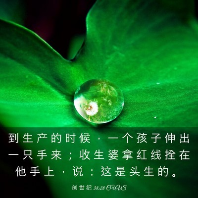 Picture 03 - 创 世 纪 38:28 CUVS - 到 生 产 的 时 候 ， 一 个 孩 子 伸 - Bible Verse Picture