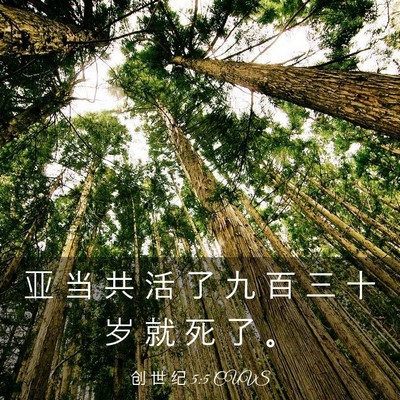 Picture 03 - 创 世 纪 5:5 CUVS - 亚 当 共 活 了 九 百 三 十 岁 就 死 - Bible Verse Picture