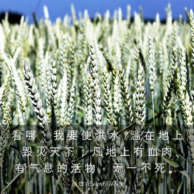 Picture 03 - 创 世 纪 6:17 CUVS - 看 哪 ， 我 要 使 洪 水 ? 滥 在 地 上 - Bible Verse Picture