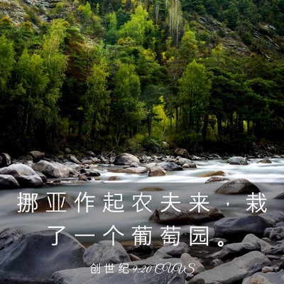 Picture 03 - 创 世 纪 9:20 CUVS - 挪 亚 作 起 农 夫 来 ， 栽 了 一 个 - Bible Verse Picture