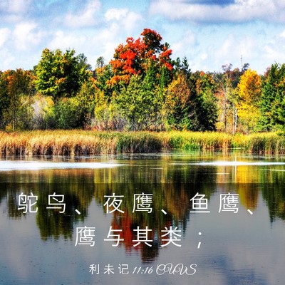 Picture 03 - 利 未 记 11:16 CUVS - 鸵 鸟 、 夜 鹰 、 鱼 鹰 、 鹰 与 其 - Bible Verse Picture