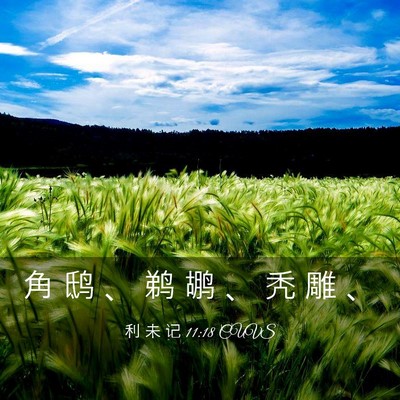 Picture 03 - 利 未 记 11:18 CUVS - 角 鸱 、 鹈 鹕 、 秃 雕 - Bible Verse Picture
