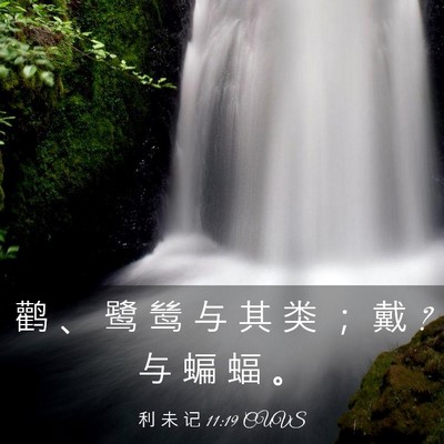 Picture 03 - 利 未 记 11:19 CUVS - 鹳 、 鹭 鸶 与 其 类 ； 戴 ? 与 蝙 蝠 - Bible Verse Picture