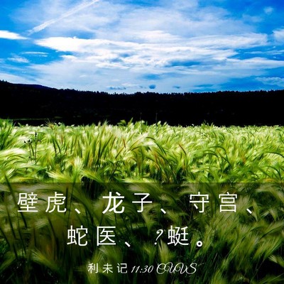 Picture 03 - 利 未 记 11:30 CUVS - 壁 虎 、 龙 子 、 守 宫 、 蛇 医 、 ? - Bible Verse Picture