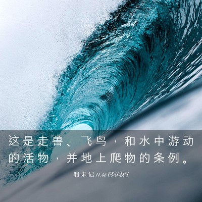 Picture 03 - 利 未 记 11:46 CUVS - 这 是 走 兽 、 飞 鸟 ， 和 水 中 游 - Bible Verse Picture