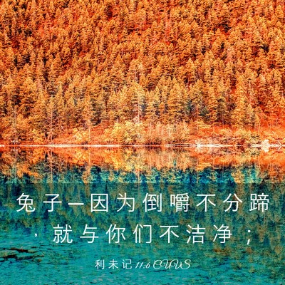 Picture 03 - 利 未 记 11:6 CUVS - 兔 子 ─ 因 为 倒 嚼 不 分 蹄 ， 就 - Bible Verse Picture