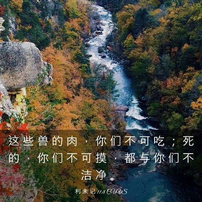 Picture 03 - 利 未 记 11:8 CUVS - 这 些 兽 的 肉 ， 你 们 不 可 吃 ； - Bible Verse Picture
