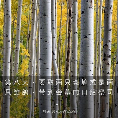 Picture 03 - 利 未 记 15:29 CUVS - 第 八 天 ， 要 取 两 只 斑 鸠 或 是 - Bible Verse Picture
