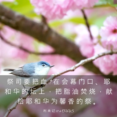 Picture 03 - 利 未 记 17:6 CUVS - 祭 司 要 把 血 ? 在 会 幕 门 口 、 耶 - Bible Verse Picture