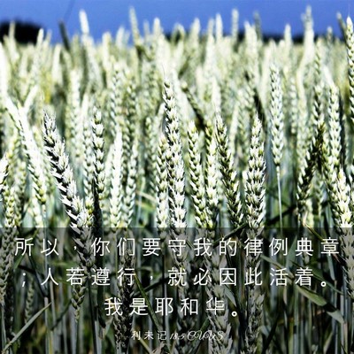 Picture 03 - 利 未 记 18:5 CUVS - 所 以 ， 你 们 要 守 我 的 律 例 典 - Bible Verse Picture