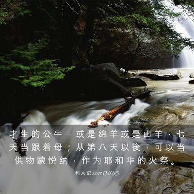 Picture 03 - 利 未 记 22:27 CUVS - 才 生 的 公 牛 ， 或 是 绵 羊 或 是 - Bible Verse Picture