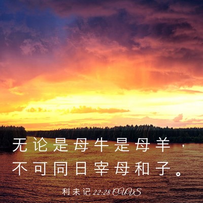 Picture 03 - 利 未 记 22:28 CUVS - 无 论 是 母 牛 是 母 羊 ， 不 可 同 - Bible Verse Picture