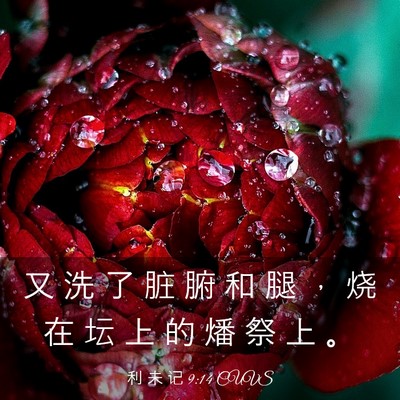 Picture 03 - 利 未 记 9:14 CUVS - 又 洗 了 脏 腑 和 腿 ， 烧 在 坛 上 - Bible Verse Picture