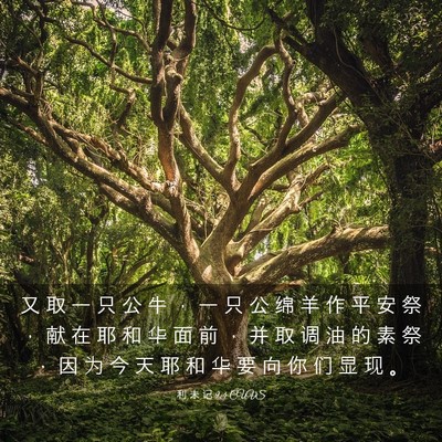 Picture 03 - 利 未 记 9:4 CUVS - 又 取 一 只 公 牛 ， 一 只 公 绵 羊 - Bible Verse Picture